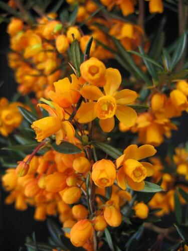 Dřišťál čárkolistý 'Orange King' - Berberis linearifolia 'Orange King'