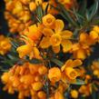 Dřišťál čárkolistý 'Orange King' - Berberis linearifolia 'Orange King'