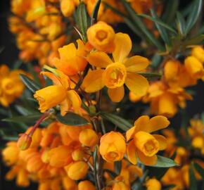 Dřišťál čárkolistý 'Orange King' - Berberis linearifolia 'Orange King'
