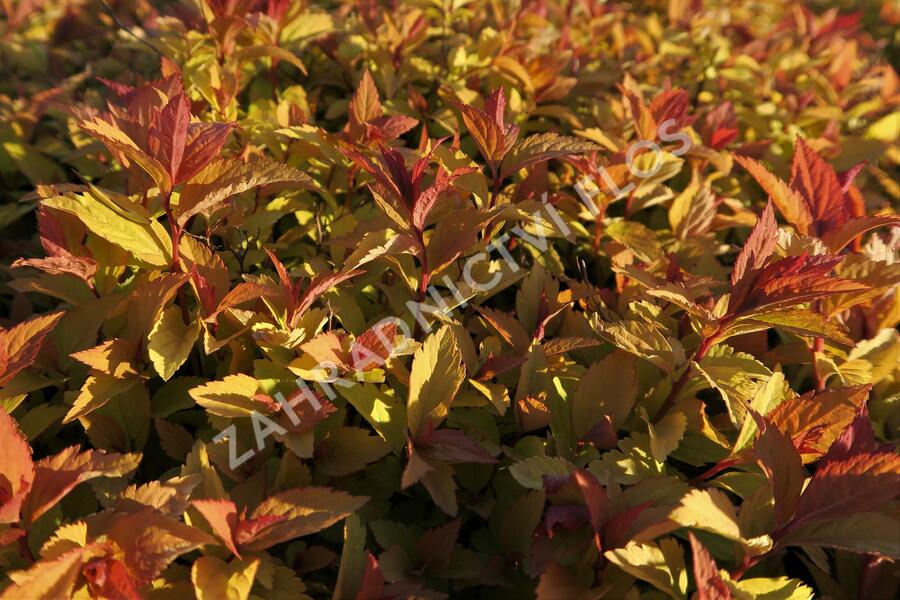 Tavolník japonský 'Firelight' - Spiraea japonica 'Firelight'