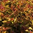 Tavolník japonský 'Firelight' - Spiraea japonica 'Firelight'