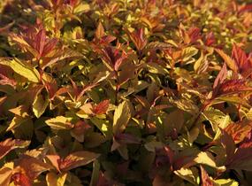 Tavolník japonský 'Firelight' - Spiraea japonica 'Firelight'