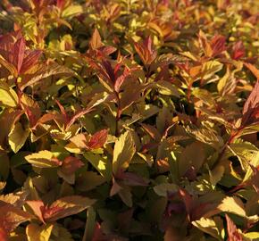 Tavolník japonský 'Firelight' - Spiraea japonica 'Firelight'