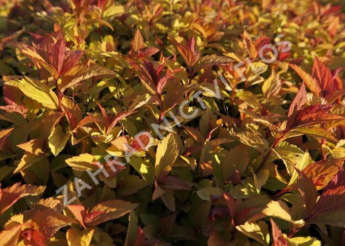 Tavolník japonský 'Firelight' - Spiraea japonica 'Firelight'