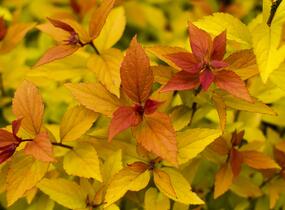 Tavolník japonský 'Firelight' - Spiraea japonica 'Firelight'