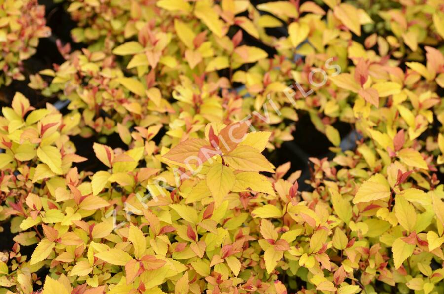 Tavolník japonský 'Firelight' - Spiraea japonica 'Firelight'