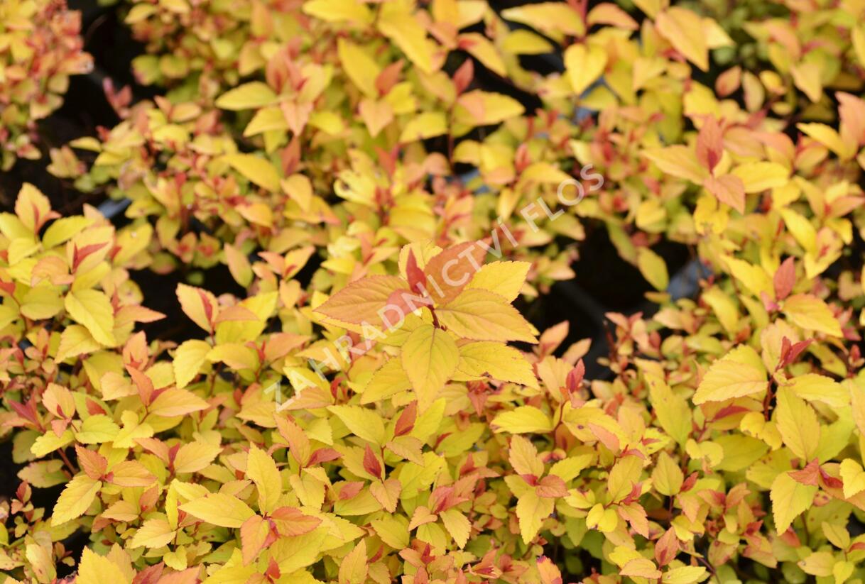 Tavolník japonský 'Firelight' - Spiraea japonica 'Firelight'