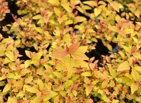 Tavolník japonský 'Firelight' - Spiraea japonica 'Firelight'