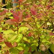 Tavolník japonský 'Firelight' - Spiraea japonica 'Firelight'