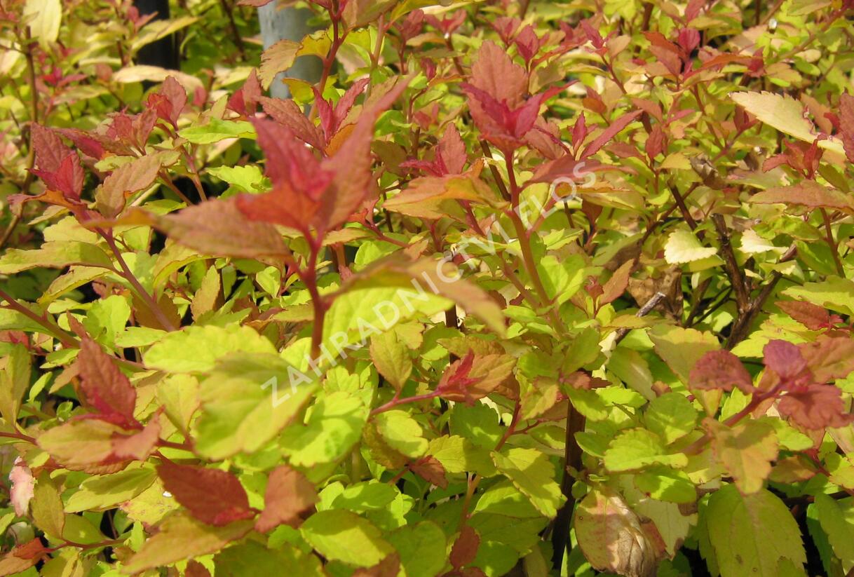 Tavolník japonský 'Firelight' - Spiraea japonica 'Firelight'