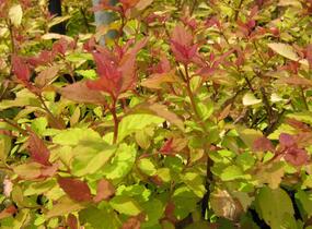 Tavolník japonský 'Firelight' - Spiraea japonica 'Firelight'
