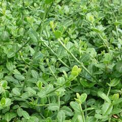 Brslen Fortuneův 'Minimus' - Euonymus fortunei 'Minimus'