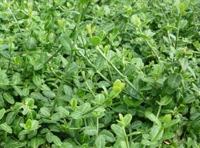 Brslen Fortuneův 'Minimus' - Euonymus fortunei 'Minimus'