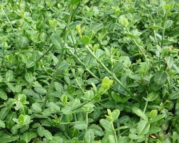 Brslen Fortuneův 'Minimus'