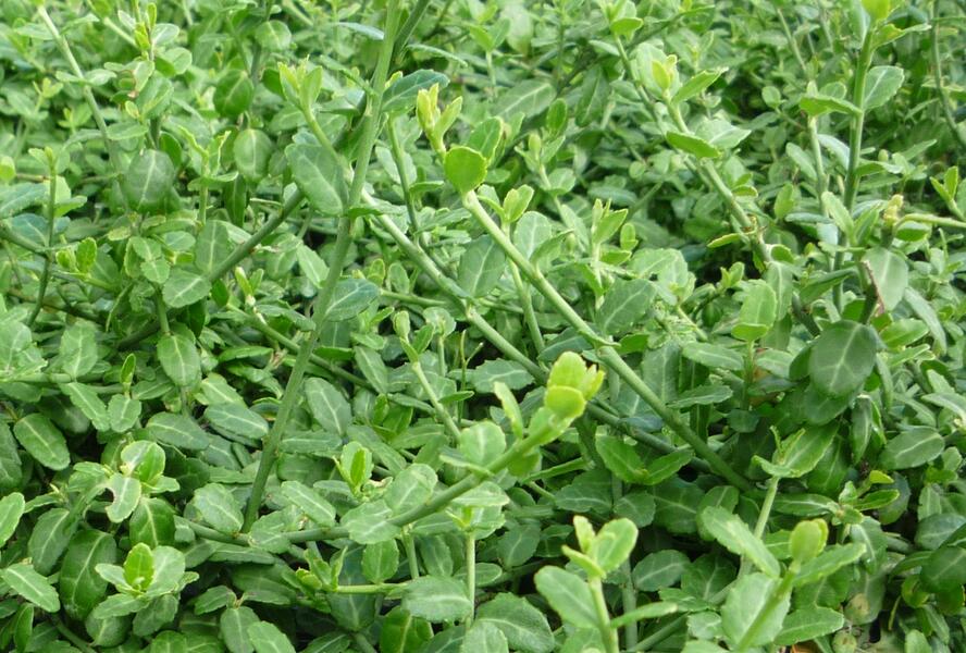 Brslen Fortuneův 'Minimus' - Euonymus fortunei 'Minimus'