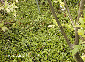 Brslen Fortuneův 'Minimus' - Euonymus fortunei 'Minimus'