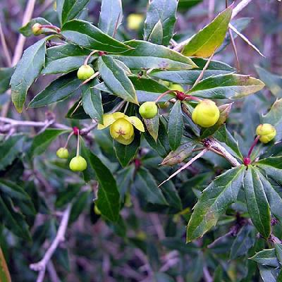 Dřišťál bradavičnatý - Berberis verruculosa