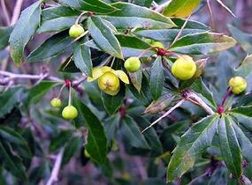 Dřišťál bradavičnatý - Berberis verruculosa