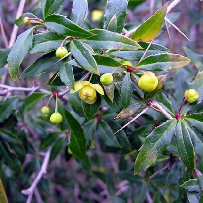 Dřišťál bradavičnatý - Berberis verruculosa