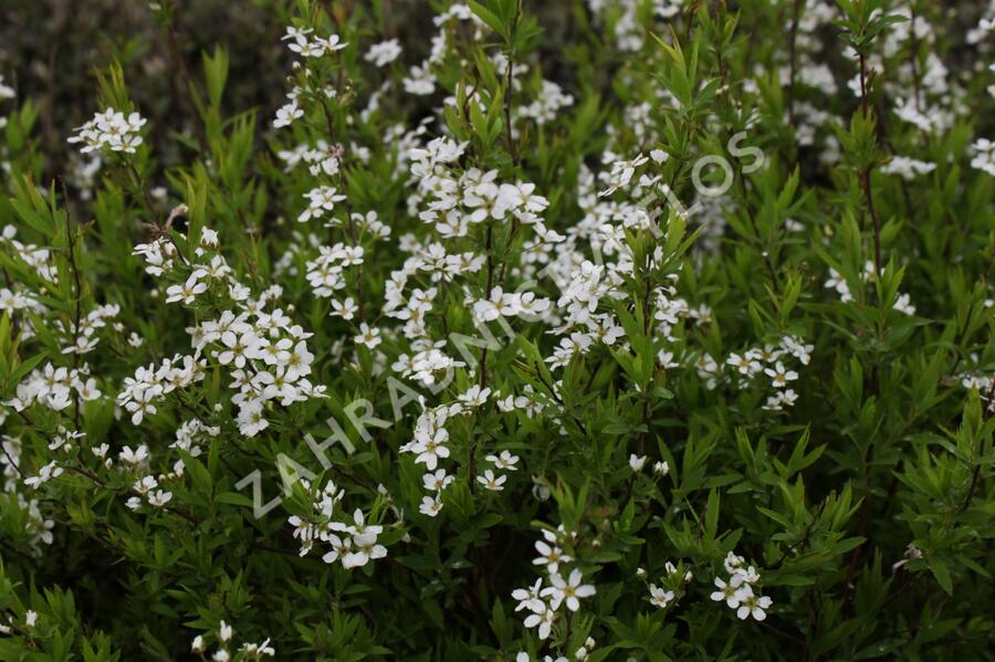 Tavolník Thunbergův - Spiraea thunbergii