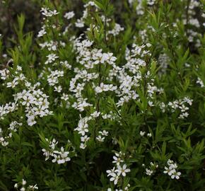 Tavolník Thunbergův - Spiraea thunbergii