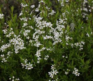 Tavolník Thunbergův - Spiraea thunbergii