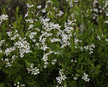 Tavolník Thunbergův