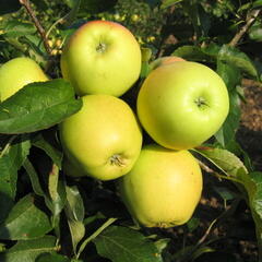 Jabloň zimní 'Golden Delicious' - Malus domestica 'Golden Delicious'