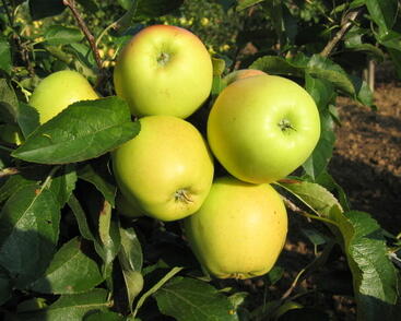 Jabloň zimní 'Golden Delicious'