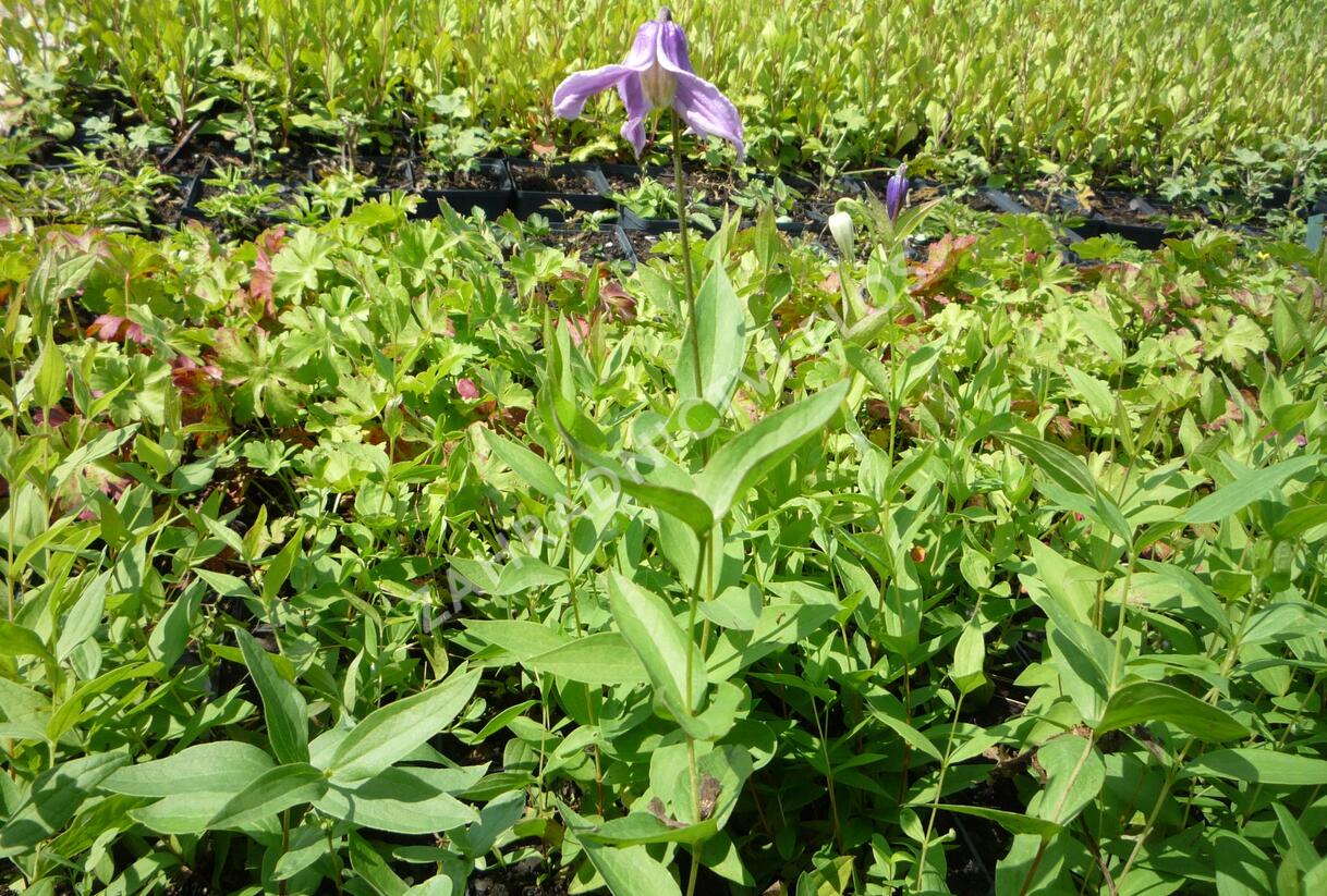 Plamének celolistý 'Mongolian Bells' - Clematis integrifolia 'Mongolian Bells'