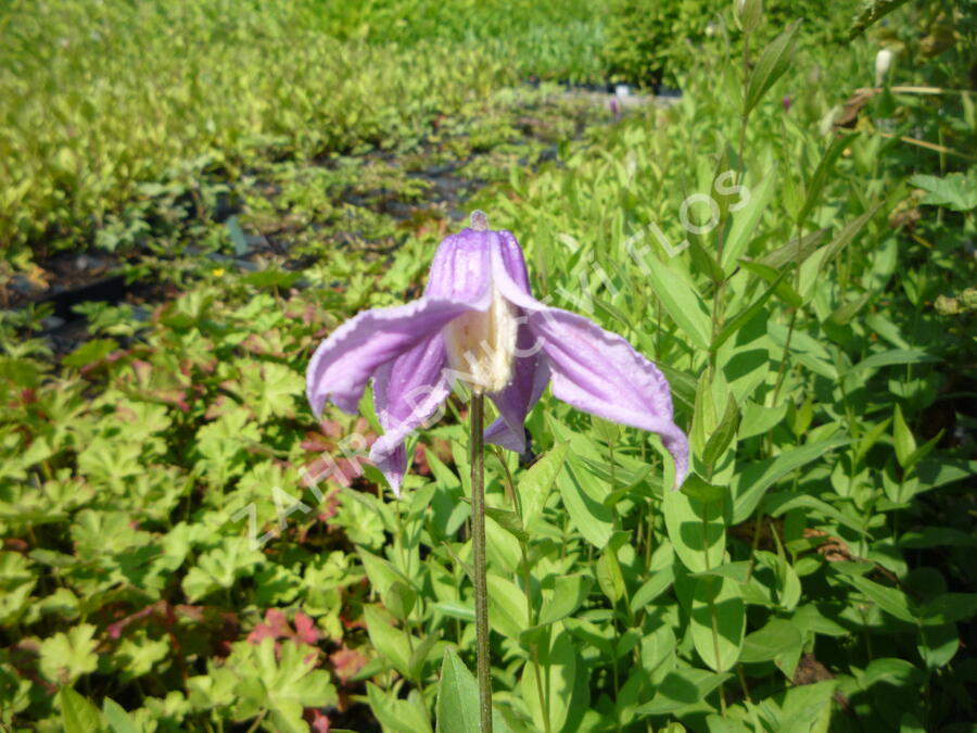 Plamének celolistý 'Mongolian Bells' - Clematis integrifolia 'Mongolian Bells'