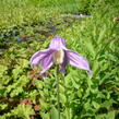 Plamének celolistý 'Mongolian Bells' - Clematis integrifolia 'Mongolian Bells'