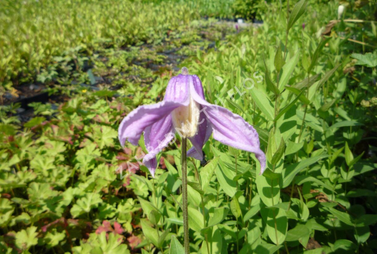 Plamének celolistý 'Mongolian Bells' - Clematis integrifolia 'Mongolian Bells'