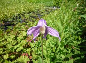 Plamének celolistý 'Mongolian Bells' - Clematis integrifolia 'Mongolian Bells'