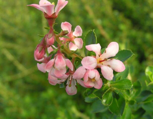 Zábluda 'Donard Seedling' - Escallonia 'Donard Seedling'