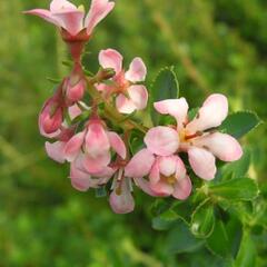Zábluda 'Donard Seedling' - Escallonia 'Donard Seedling'