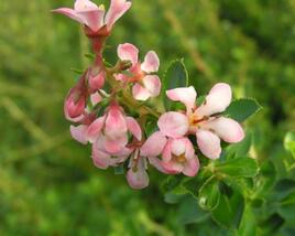 Zábluda 'Donard Seedling'