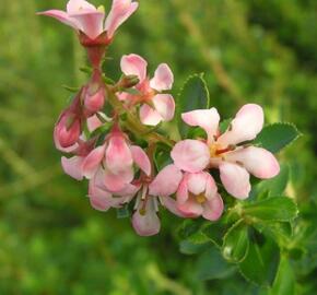 Zábluda 'Donard Seedling'