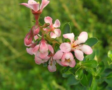 Zábluda 'Donard Seedling'