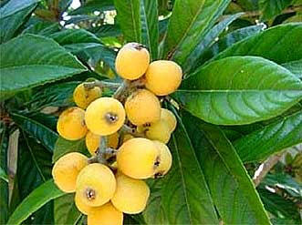 Lokvát japonský - Eriobotrya japonica