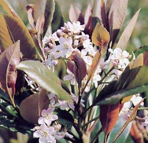 Lokvát - Eriobotrya coppertone