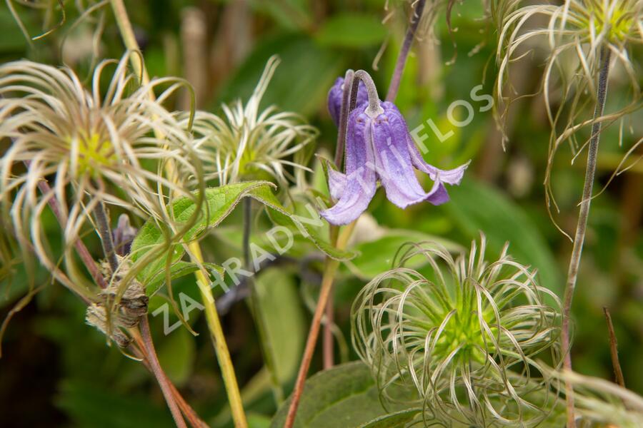 Plamének celolistý 'Blue Ribbons' - Clematis integrifolia 'Blue Ribbons'