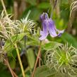 Plamének celolistý 'Blue Ribbons' - Clematis integrifolia 'Blue Ribbons'