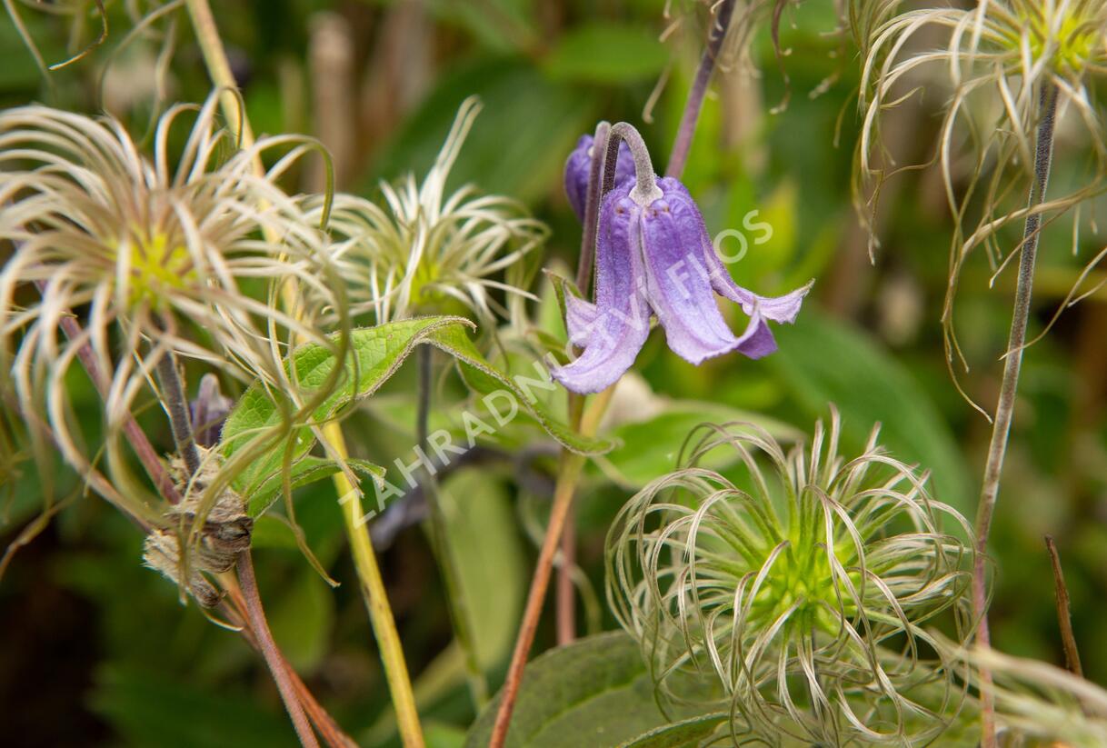 Plamének celolistý 'Blue Ribbons' - Clematis integrifolia 'Blue Ribbons'