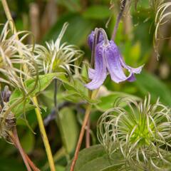 Plamének celolistý 'Blue Ribbons' - Clematis integrifolia 'Blue Ribbons'