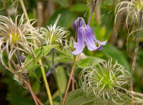 Plamének celolistý 'Blue Ribbons' - Clematis integrifolia 'Blue Ribbons'