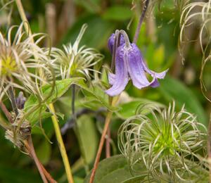 Plamének celolistý 'Blue Ribbons' - Clematis integrifolia 'Blue Ribbons'