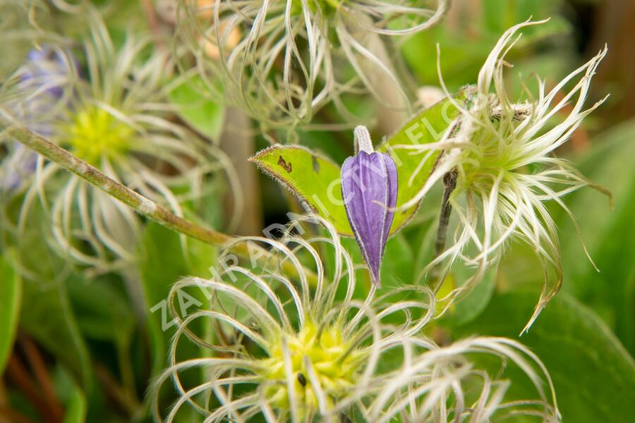 Plamének celolistý 'Blue Ribbons' - Clematis integrifolia 'Blue Ribbons'