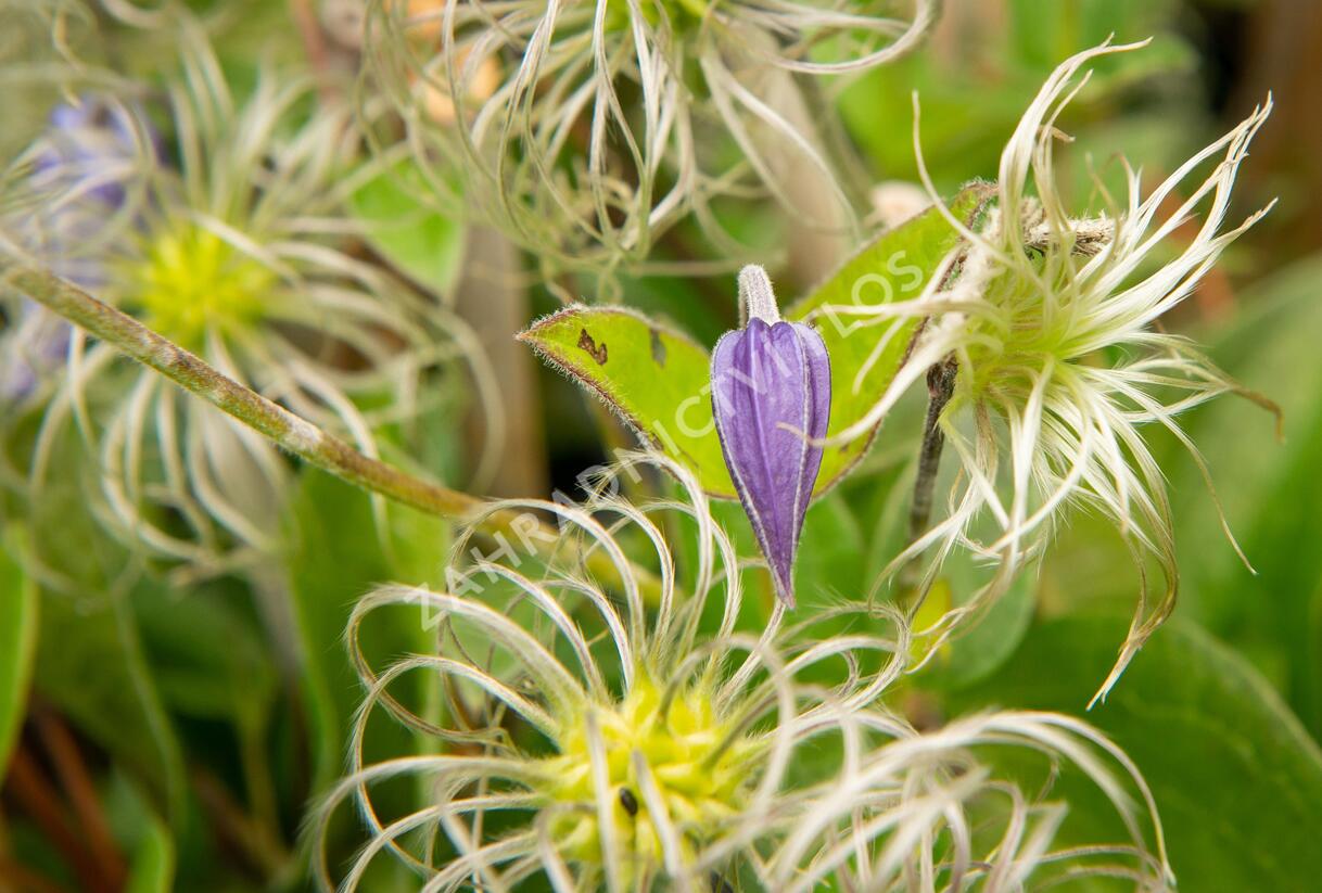 Plamének celolistý 'Blue Ribbons' - Clematis integrifolia 'Blue Ribbons'
