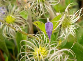 Plamének celolistý 'Blue Ribbons' - Clematis integrifolia 'Blue Ribbons'
